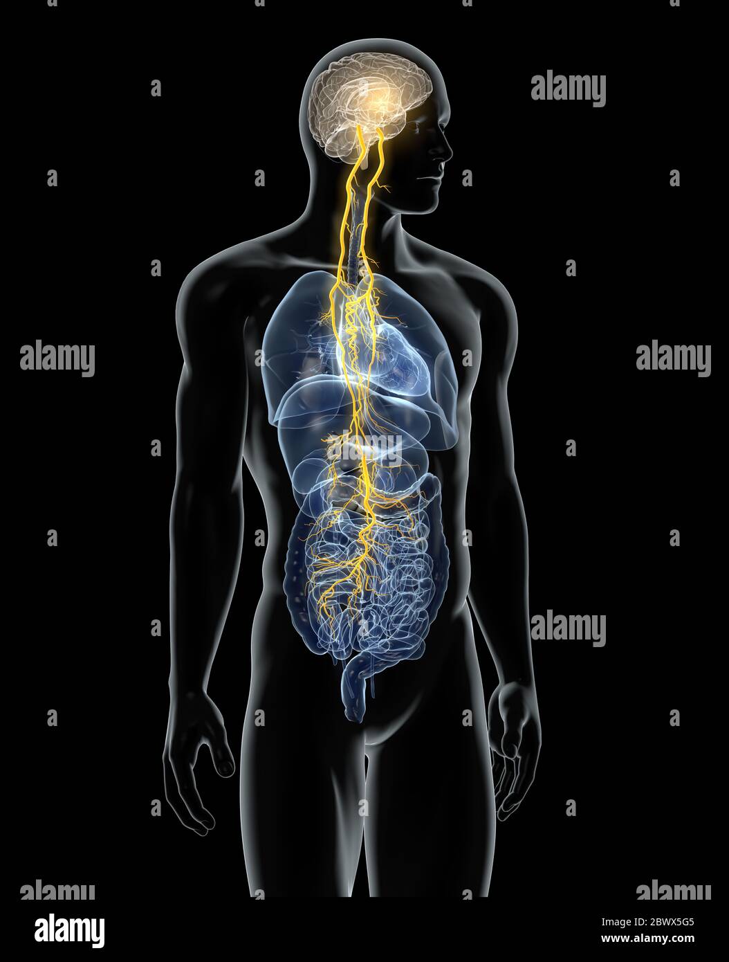 L'illustrazione mostra il cervello e il nervo vagus (decimo nervo craniale) con i polmoni, il cuore, lo stomaco e il tratto digestivo Foto Stock
