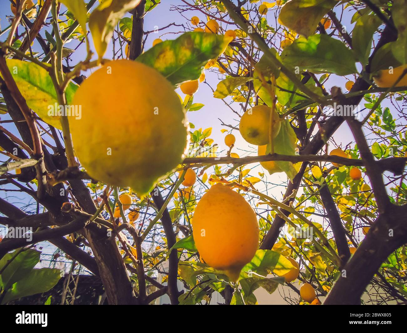 Albero di limone con basso frutto appeso su un cielo bellissimo Foto Stock
