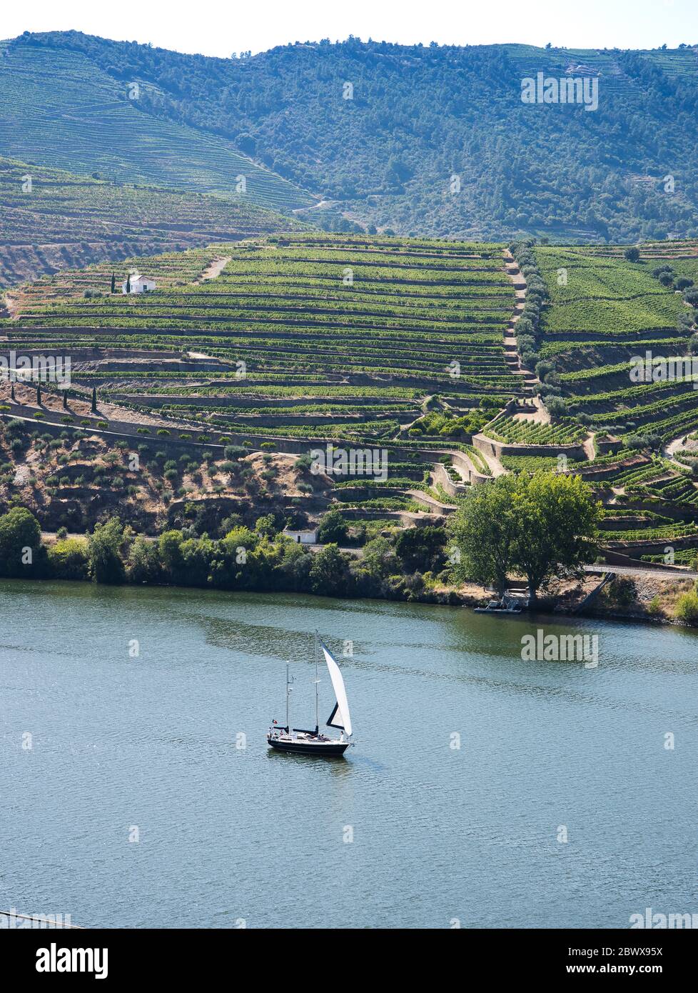 Lone yacht vela sul fiume Douro, in mezzo alle colline terrazzate ricoperte di viti vicino Pinhão Portogallo settentrionale Foto Stock