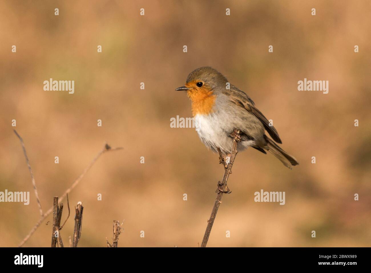 Europea di Robin in inverno Foto Stock