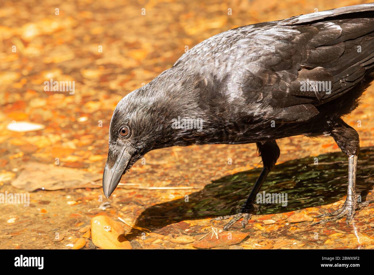 Jet nero Carrion Crow in flusso poco profondo alla ricerca di cibo Side-on. Foto Stock