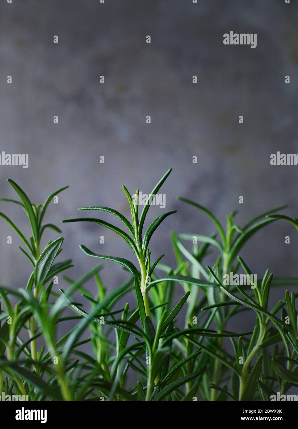 Rosmarino fresco su sfondo grigio Foto Stock