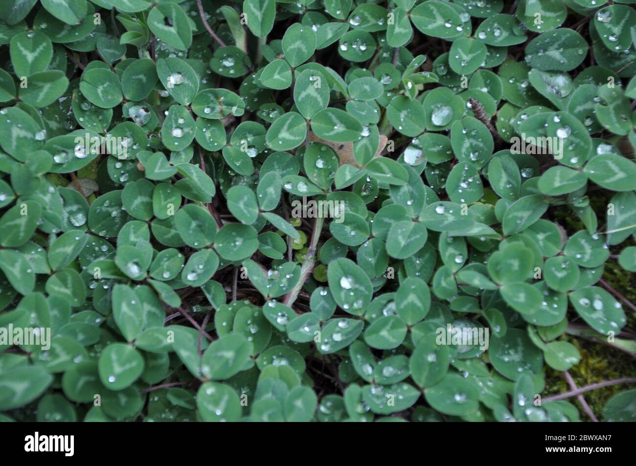 Erba verde piena di goccioline. Foglie verdi fresche su piante verdi nel parco dopo la pioggia. Foto Stock