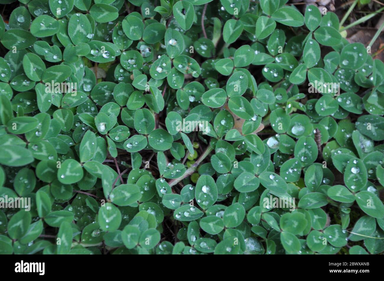Erba verde piena di goccioline. Foglie verdi fresche su piante verdi nel parco dopo la pioggia. Foto Stock