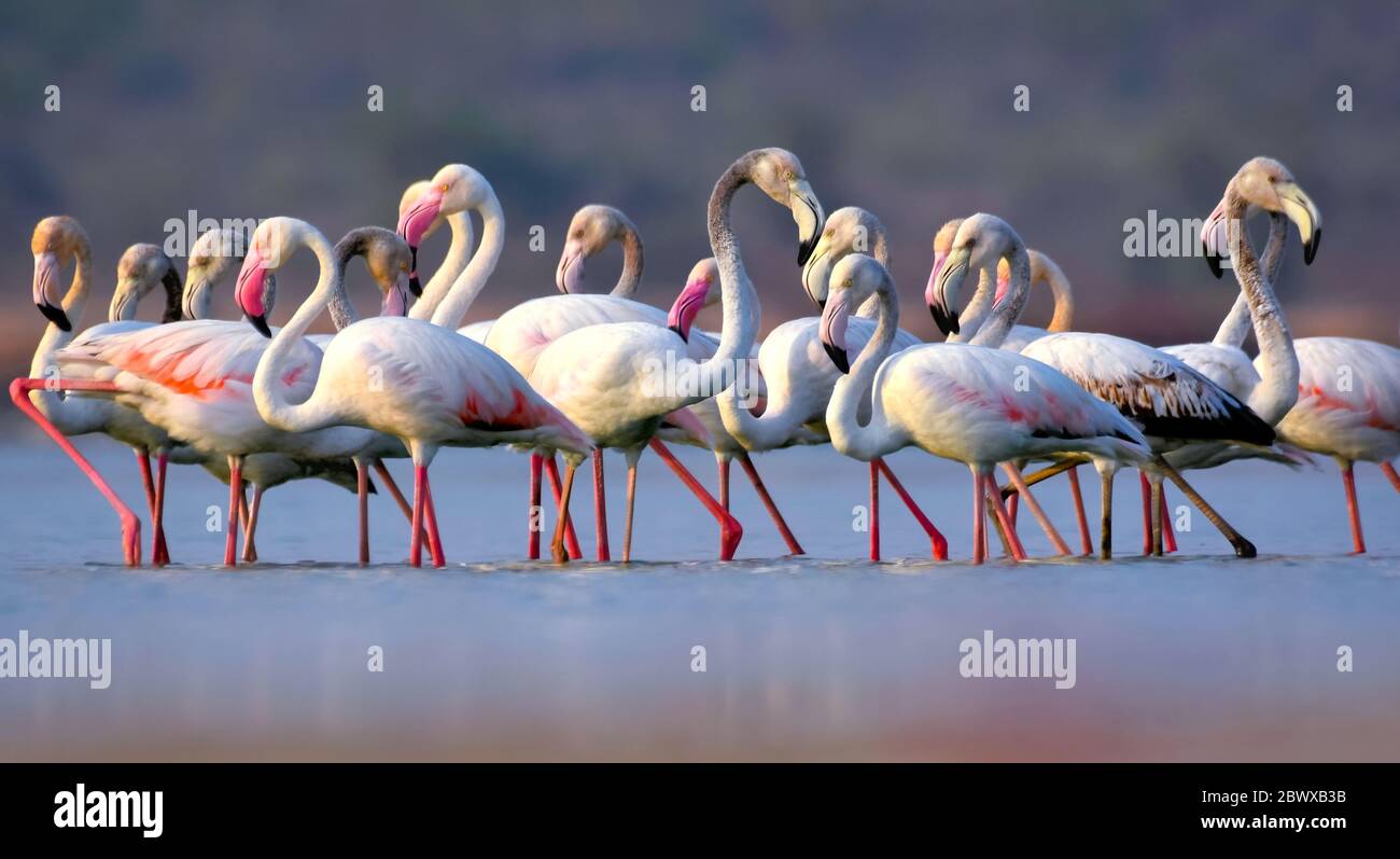 Questi famosi uccelli rosa si trovano in regioni calde e acquose di molti continenti. Favoriscono ambienti come estuari e laghi salini o alcalini. Foto Stock