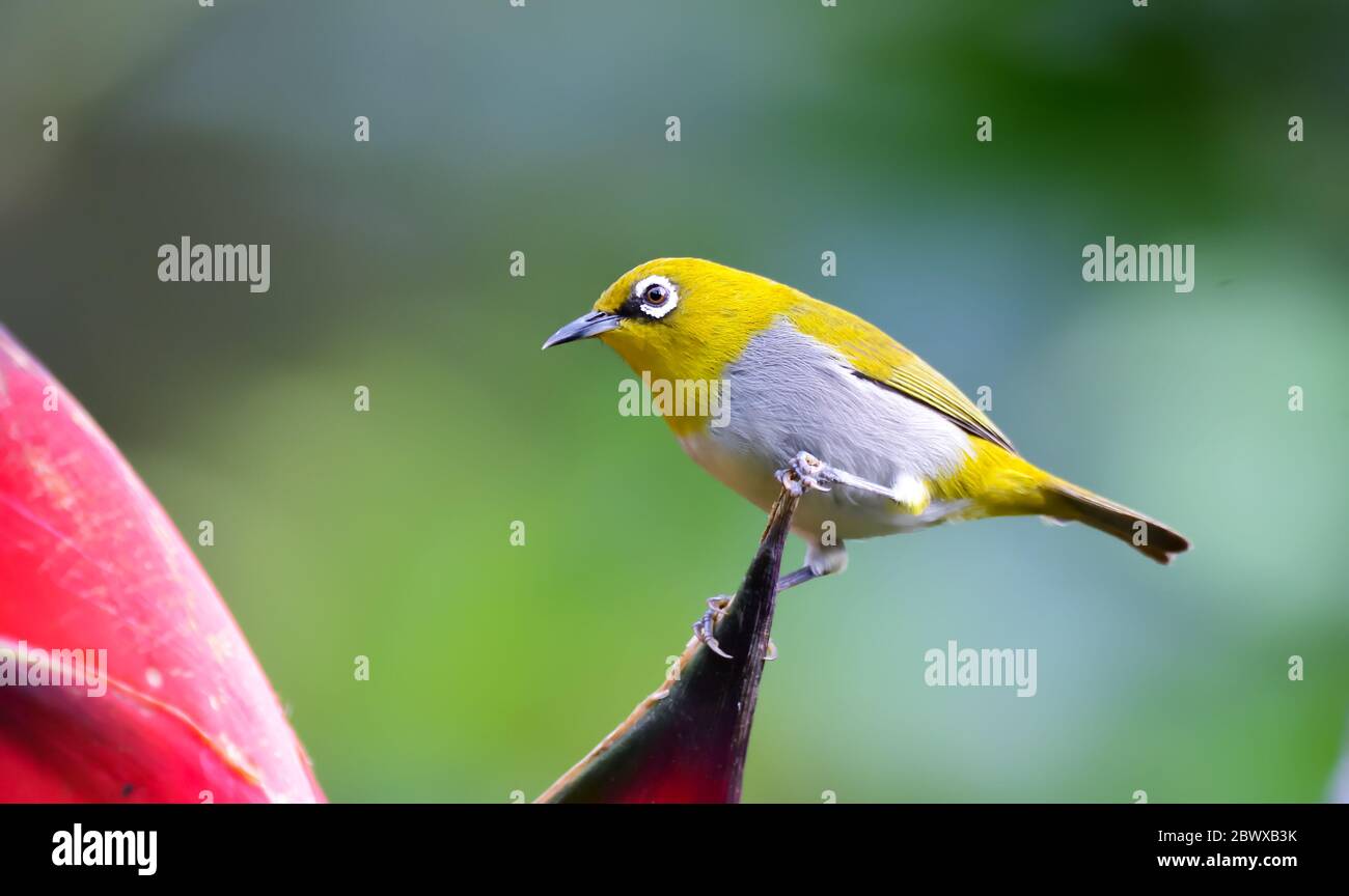 Occhio bianco orientale: Uccello giallo iperattivo con ventre biancastro e occhiali bianchi. Trovato in una vasta gamma di habitat. Foto Stock