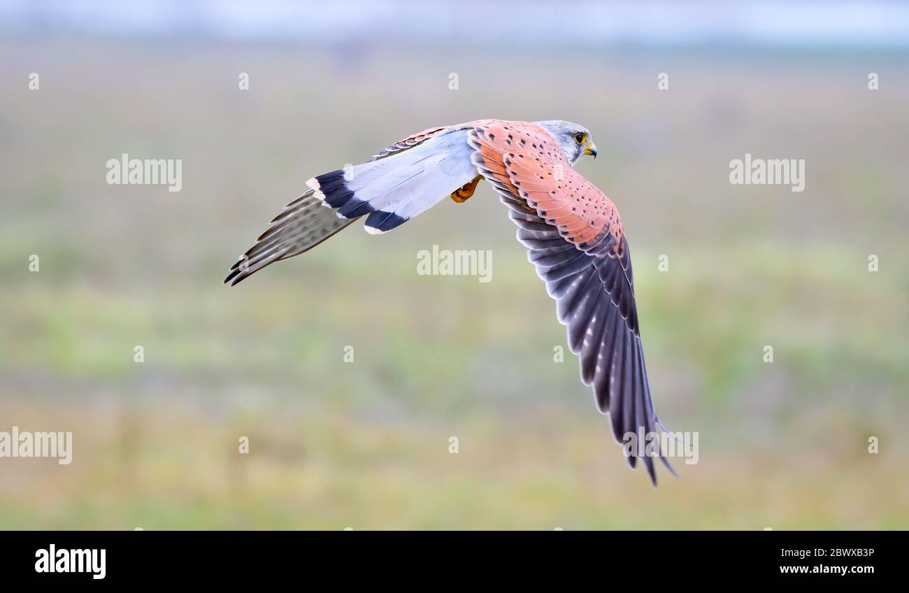 Il gheppio comune è un uccello di specie di preda. È anche conosciuto come gheppio europeo, gheppio eurasiatico o gheppio del Vecchio mondo. Foto Stock