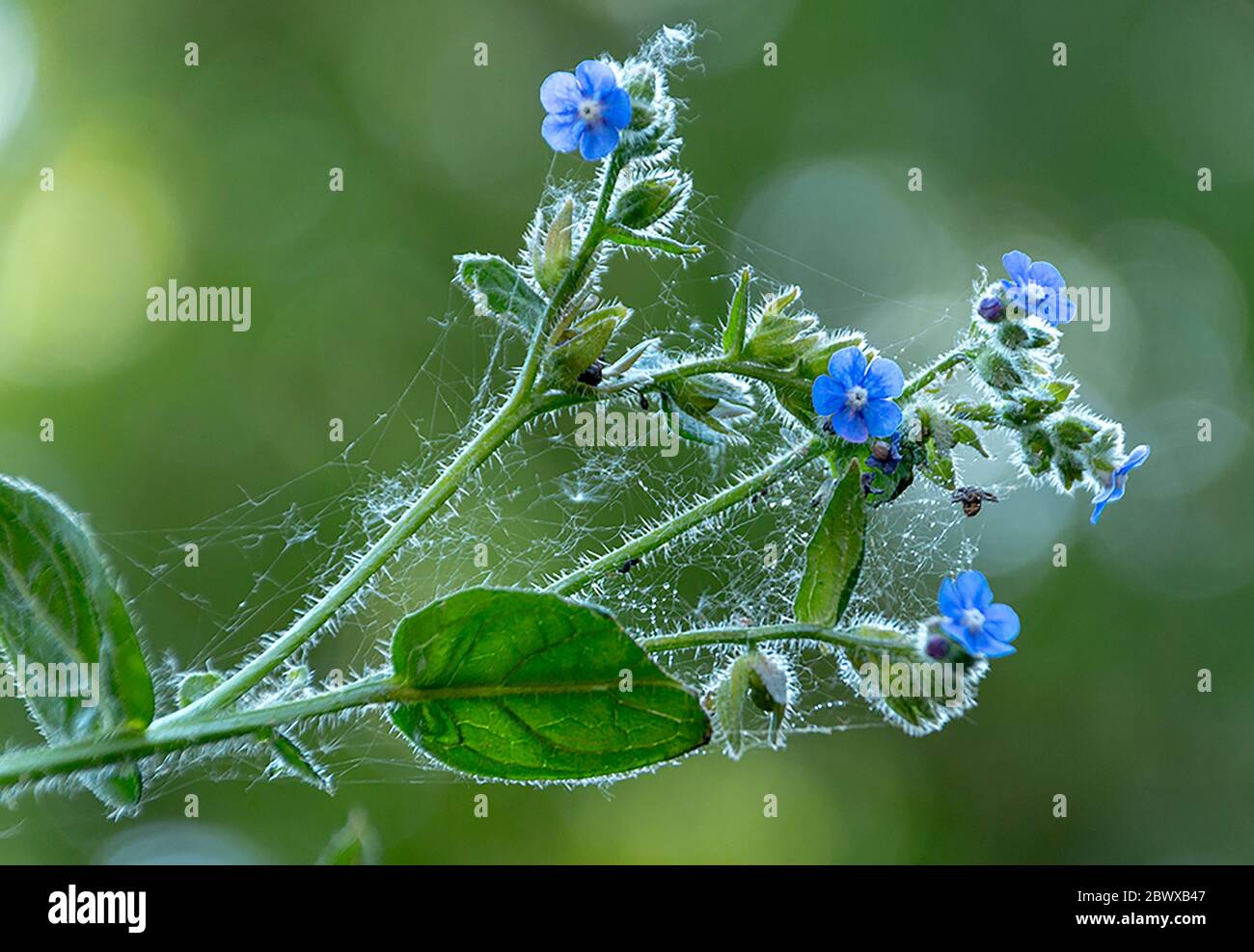 una vista ravvicinata di un ragnatela e gocce d'acqua su un piccolo fiore blu Foto Stock
