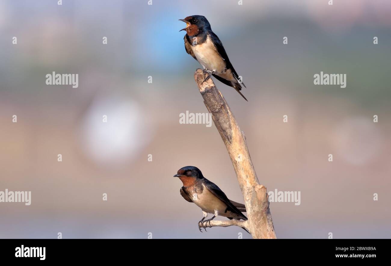 Il fienile deglutire è un piccolo uccello passerino della famiglia delle deglutire. Si alleva in un paese collinare aperto di temperato Europa meridionale e Asia. Foto Stock