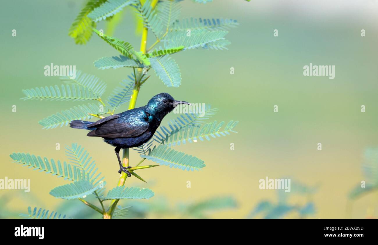 Il uccello di mare viola è un piccolo uccello della famiglia degli uccelli che si trova principalmente nel Sud e Sud-Est asiatico ma che si estende ad ovest in parti del peninsu arabo Foto Stock