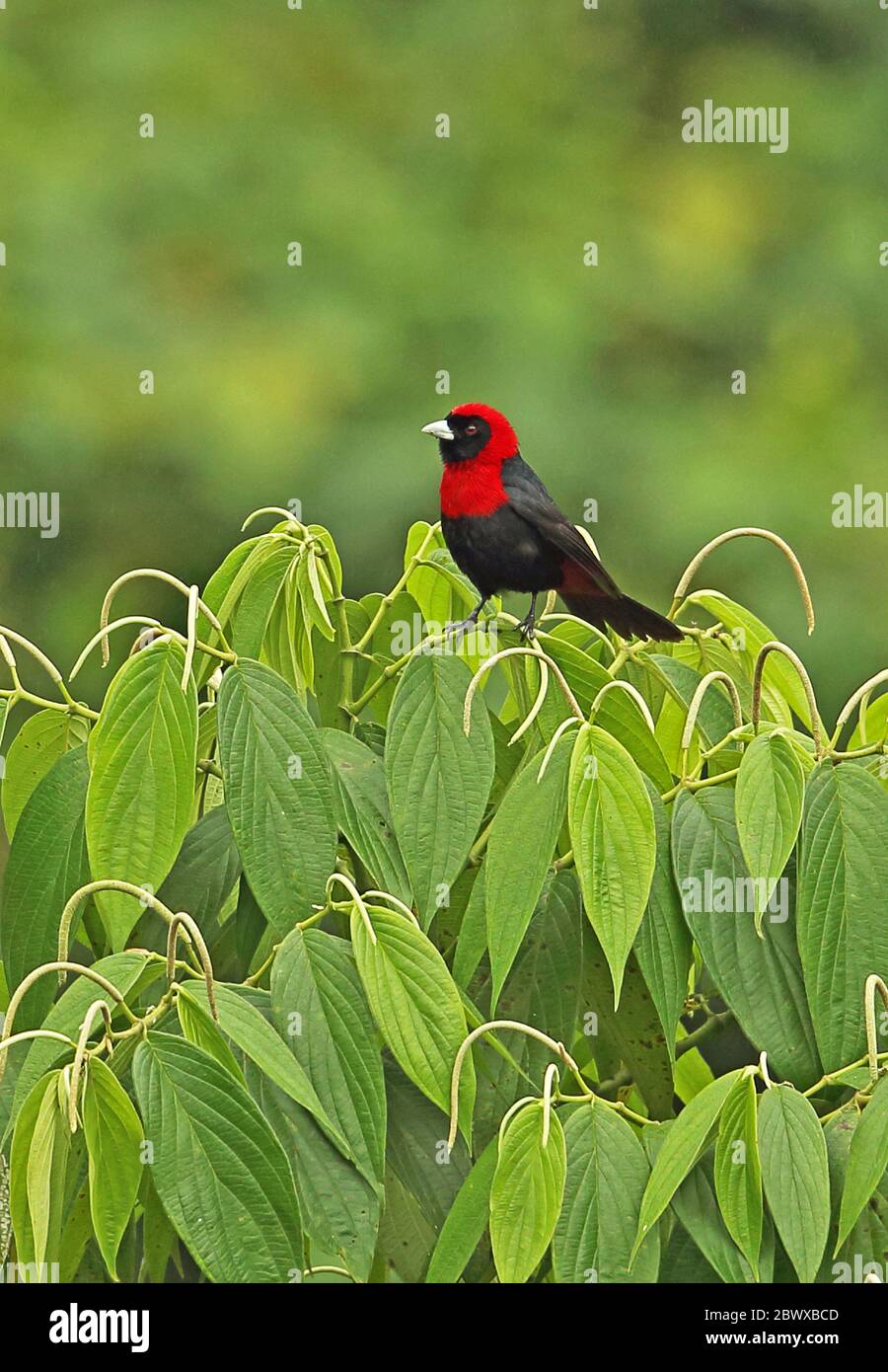 Crimson-collarred Tanager (Ramphocelus sanguinolentus sanguinolentus) adulto arroccato sul torpo Rio Santiago Nature Resort, Honduras febbraio 2016 Foto Stock