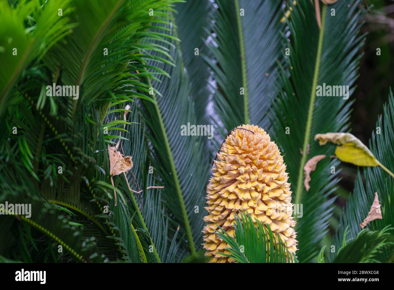 Sago Palm con fiore maschile a New Orleans, Louisiana, USA Foto Stock