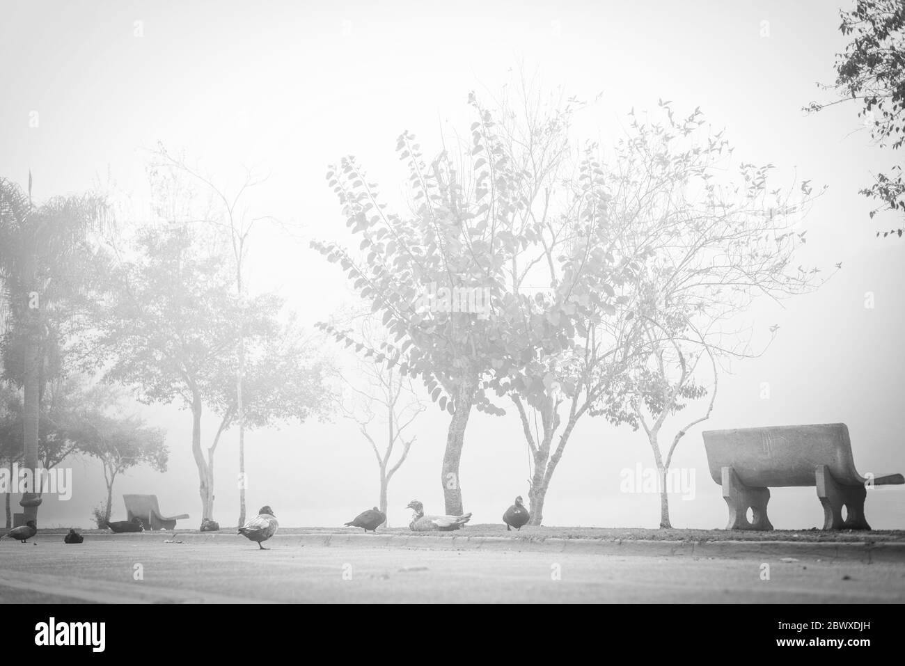 Un gregge di anatre che riposano in una mattina foggosa Foto Stock
