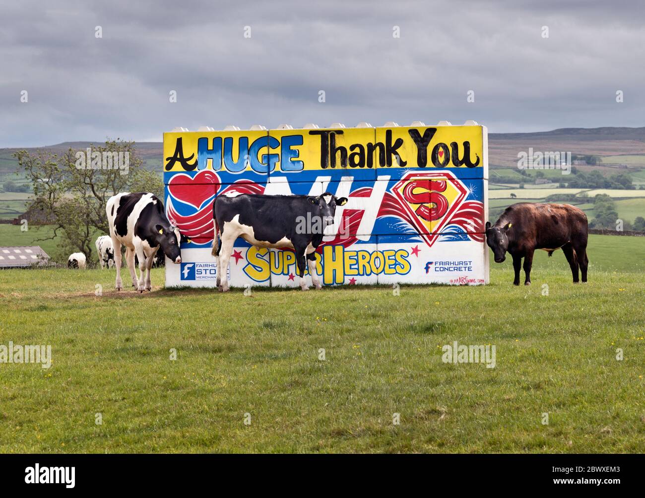 Austwick, North Yorkshire, Regno Unito. 3 Giu 2020. Il bestiame circonda una struttura in cemento dipinta con una grafica 'Thank You NHS' in un campo vicino ad Austwick, North Yorkshire, UK. Credit: John Bentley/Alamy Live News Foto Stock