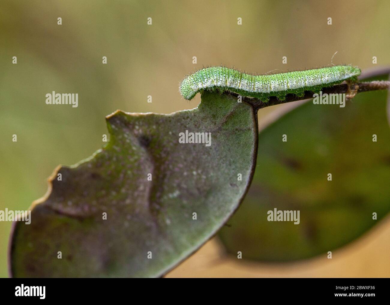 Larve larva caterpillar della punta arancione farfalla alimentazione on La foglia della pianta di fiore di onestà Foto Stock