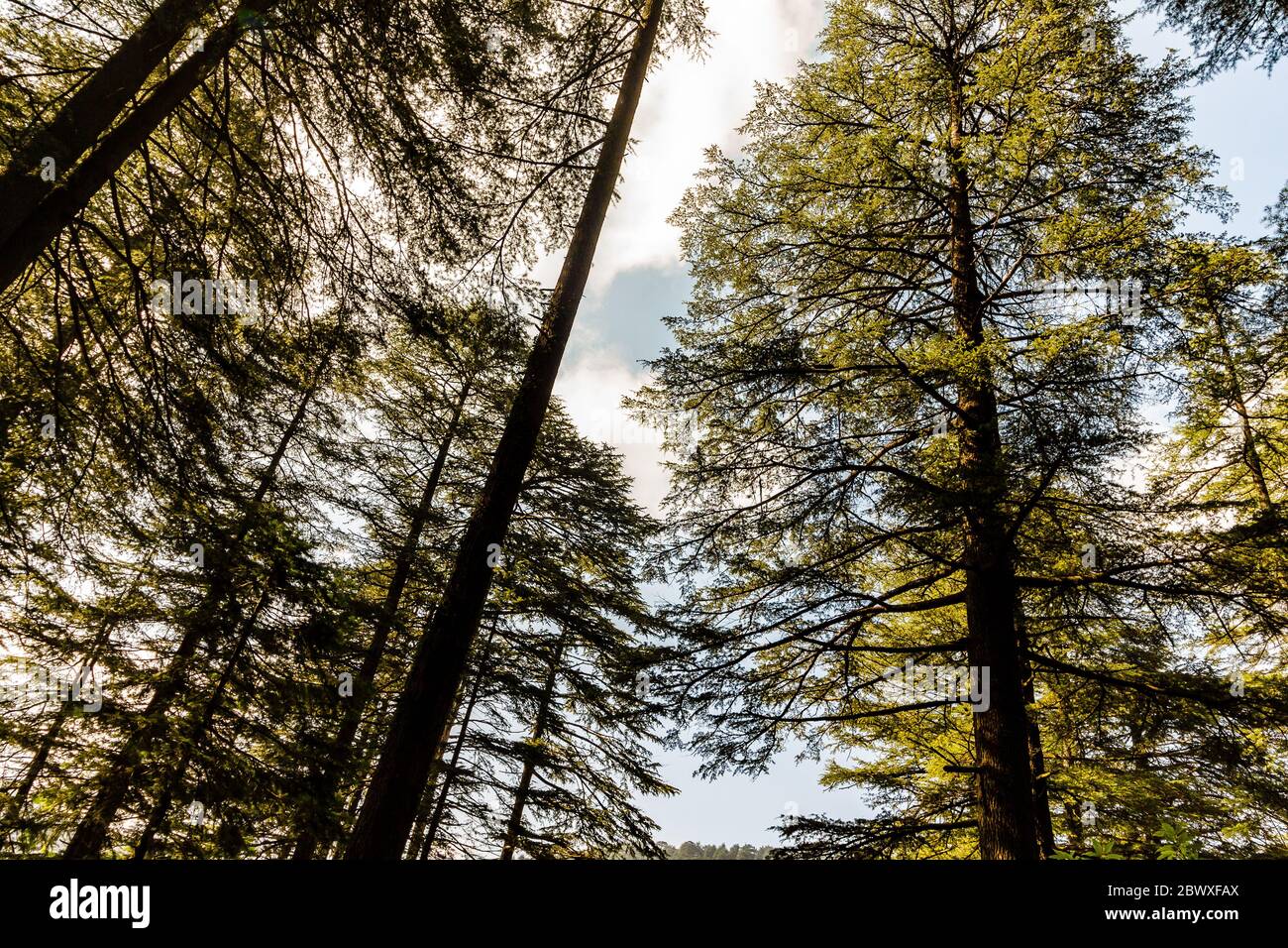 Dalhousie Himachal Pradesh - una visione astratta della bellezza naturale intorno Dalhousie, Himachal Pradesh, India, Asia. Fotografia della natura in India. Foto Stock