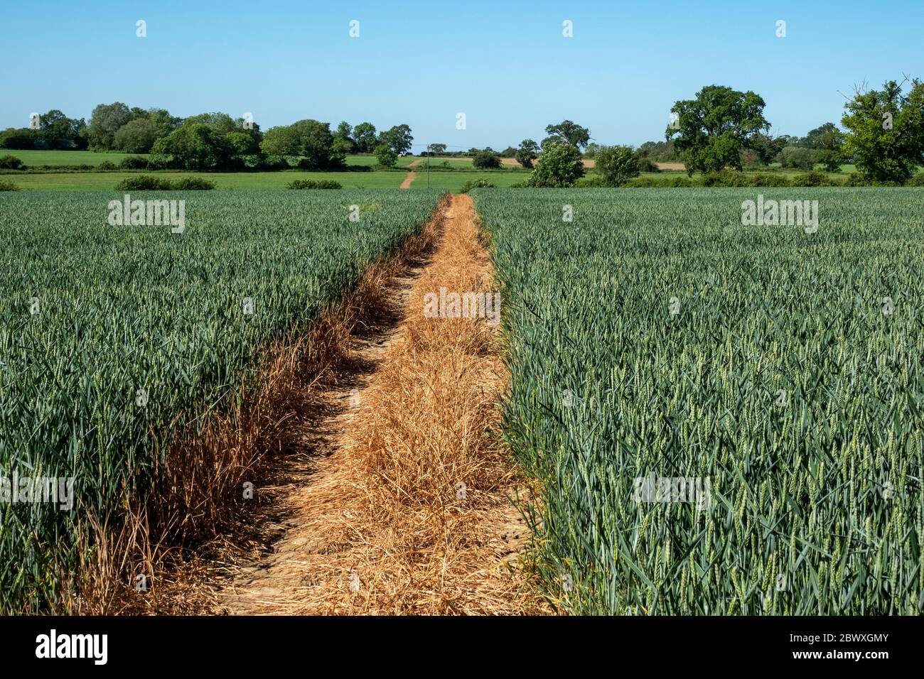 Un percorso tagliato chiaro attraverso un campo di grano immaturo che divide il campo in due metà e forma un punto di fuga sull'orizzonte alberato fiancheggiato Foto Stock