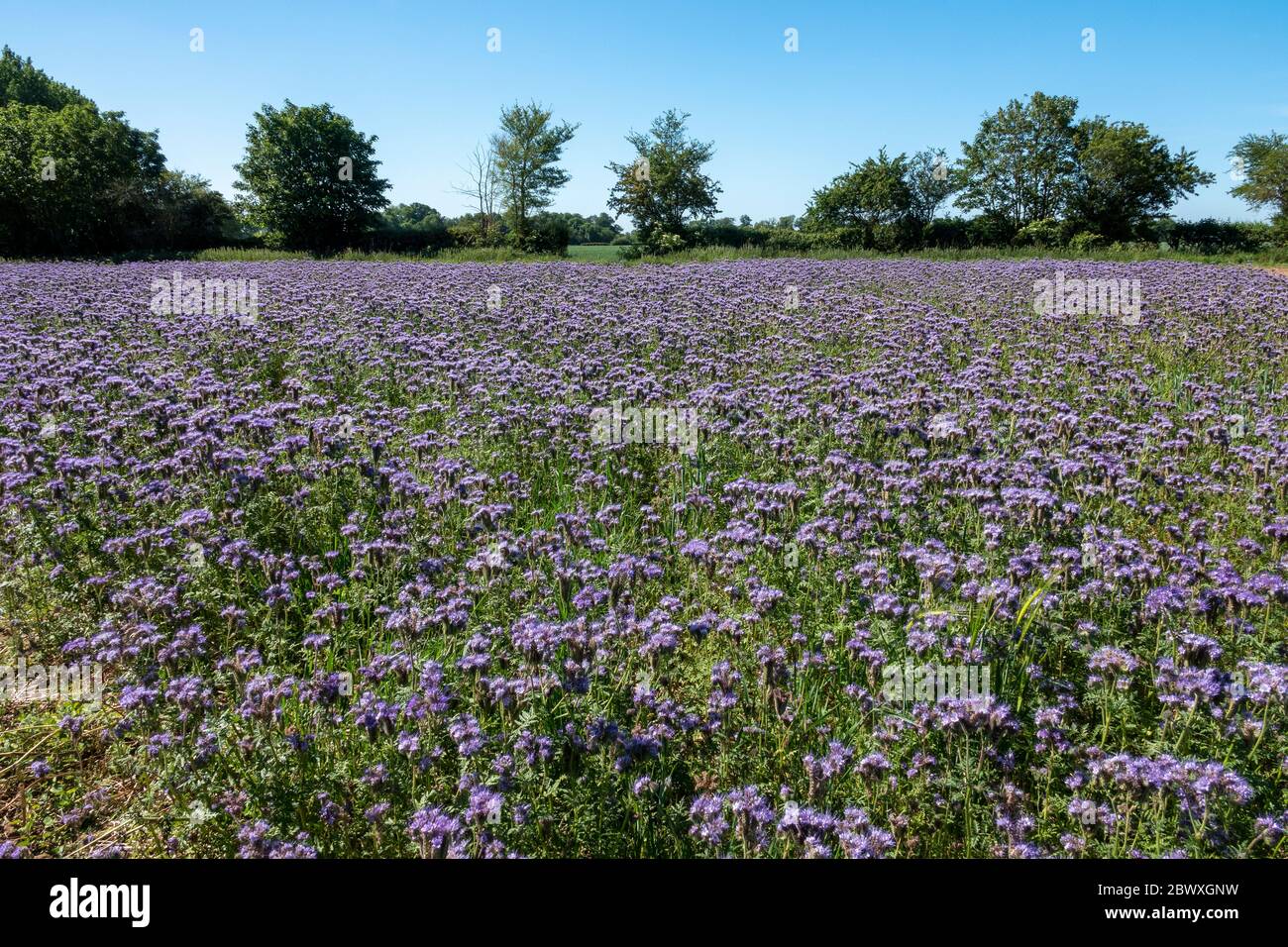 Un campo di Phacelia che presenta un campo viola pieno con una siepe e un bordo di albero in lontananza con un cielo blu Foto Stock