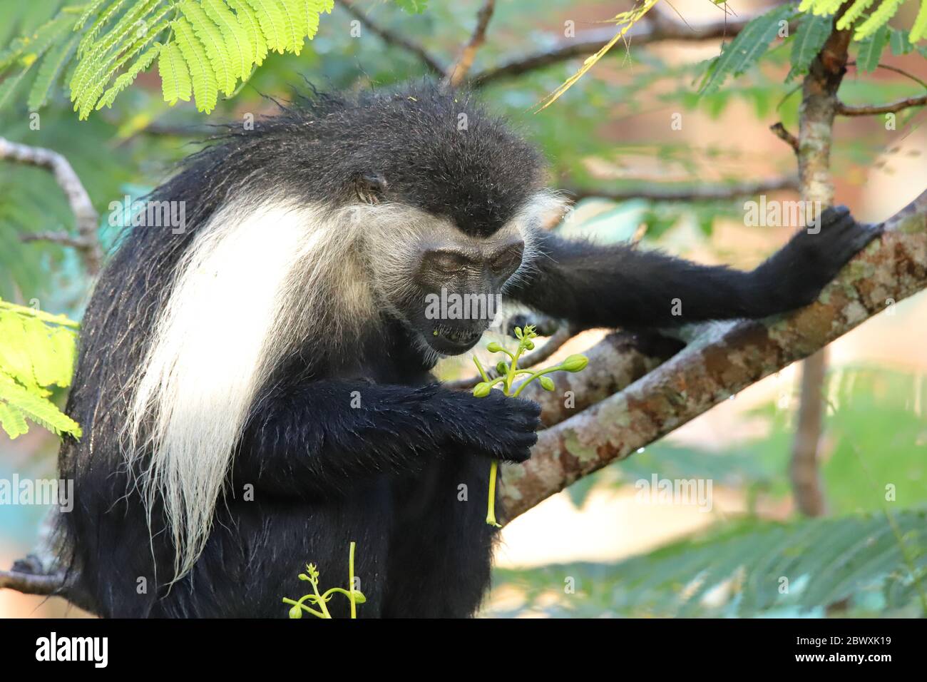 La scimmia colobus angolana guarda una pianta in mano Foto Stock