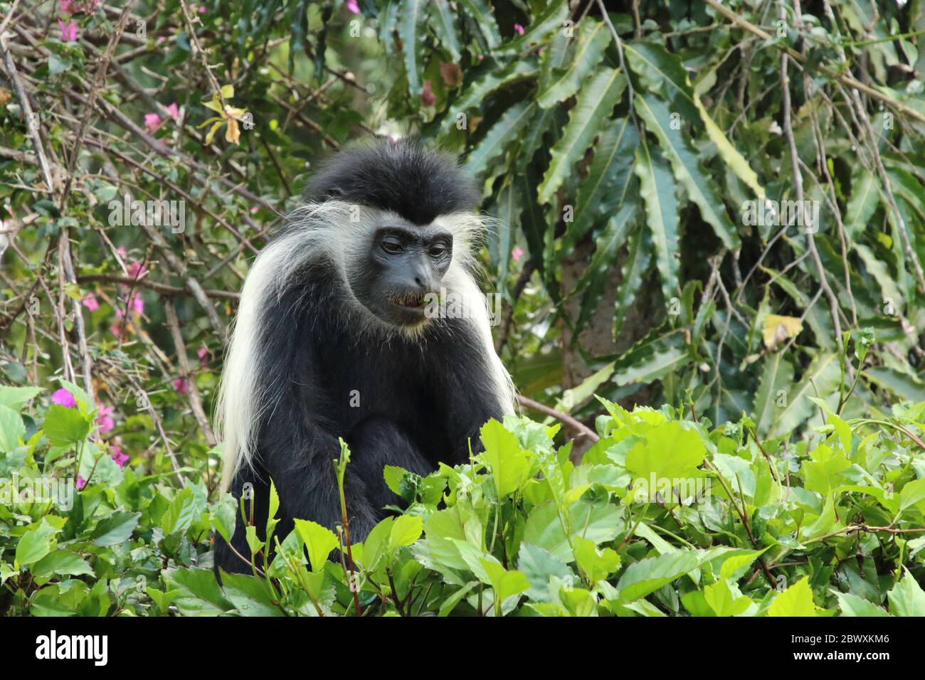 La scimmia colobus angolana mangia foglie Foto Stock