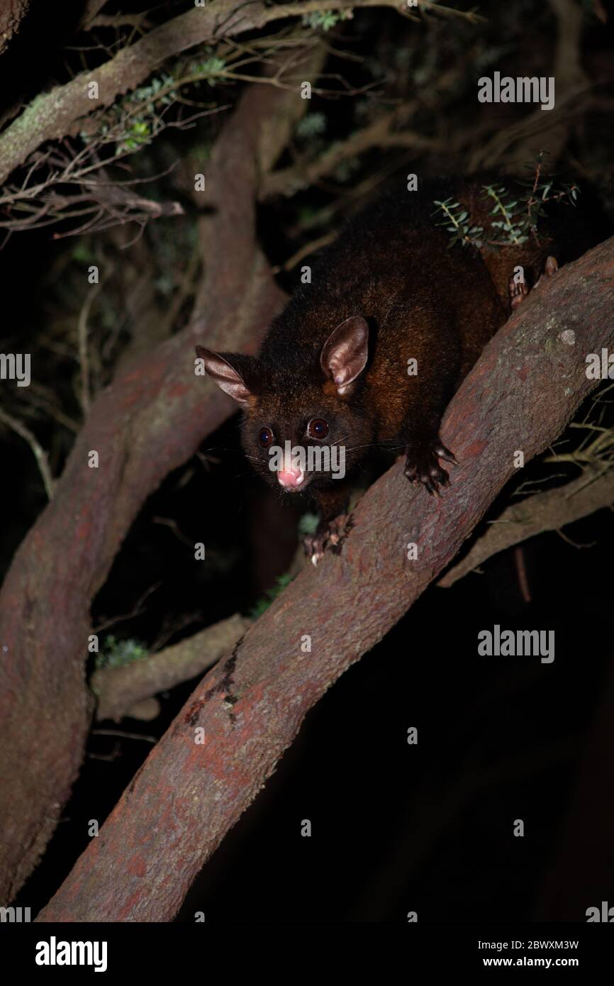 Possum australiano in un albero di notte Foto Stock