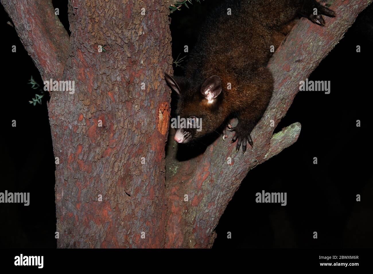 Possum australiano in un albero di notte Foto Stock