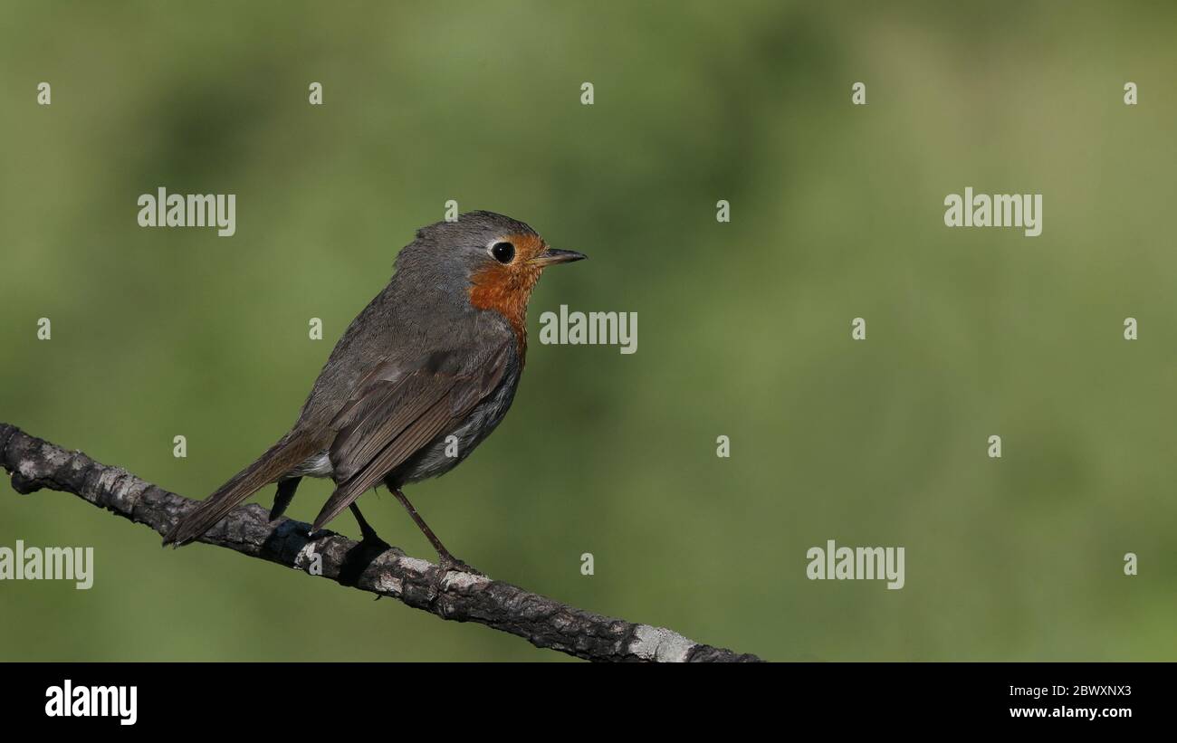 Robin redbreast, Erithacus robecula, fiancata, seduta sul posch Foto Stock