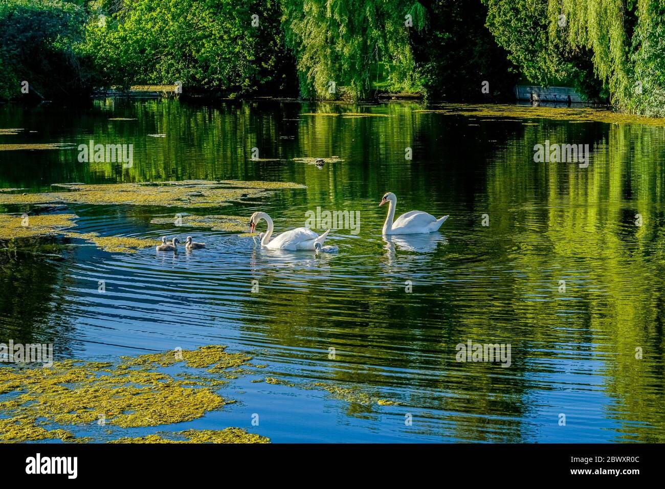 Mute Swans, Ambleside Park, West Vancouver, British Columbia, Canada Foto Stock