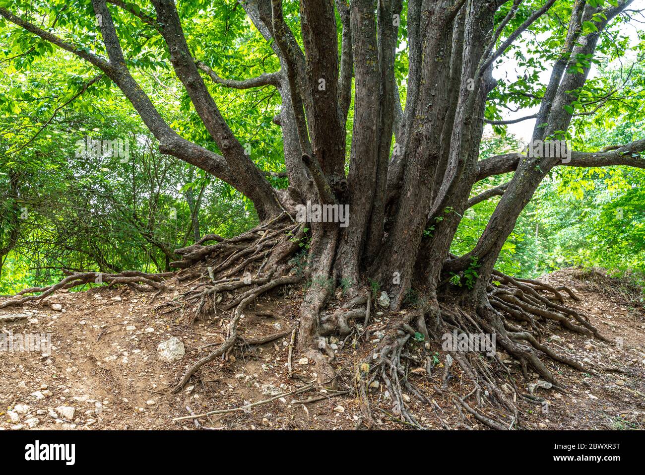 albero di molti tronchi con radici esterne Foto Stock