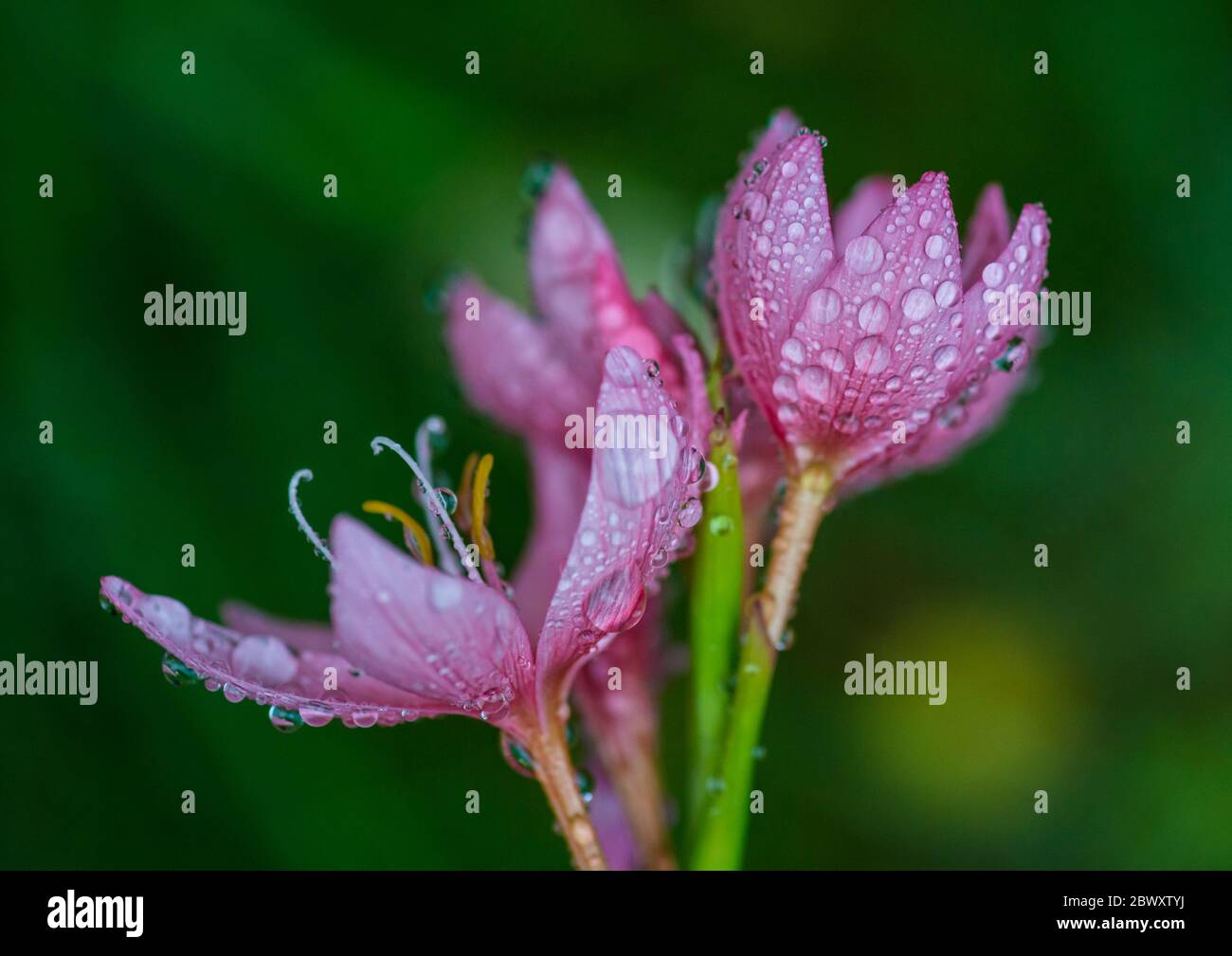 Una macro shot di alcune gocce di pioggia in appoggio sui petali di rosa di fiume lily. Foto Stock