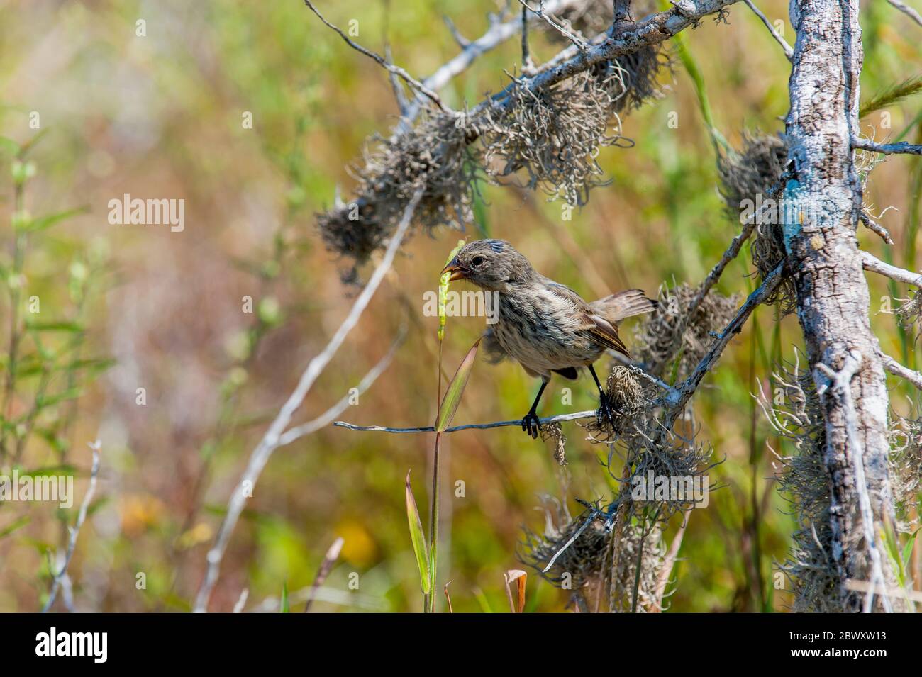 Un piccolo finch (Darwins finches) si sta nutrendo sull'erba sull'isola di Santiago (James Island) nelle isole Galapagos, Ecuador. Foto Stock