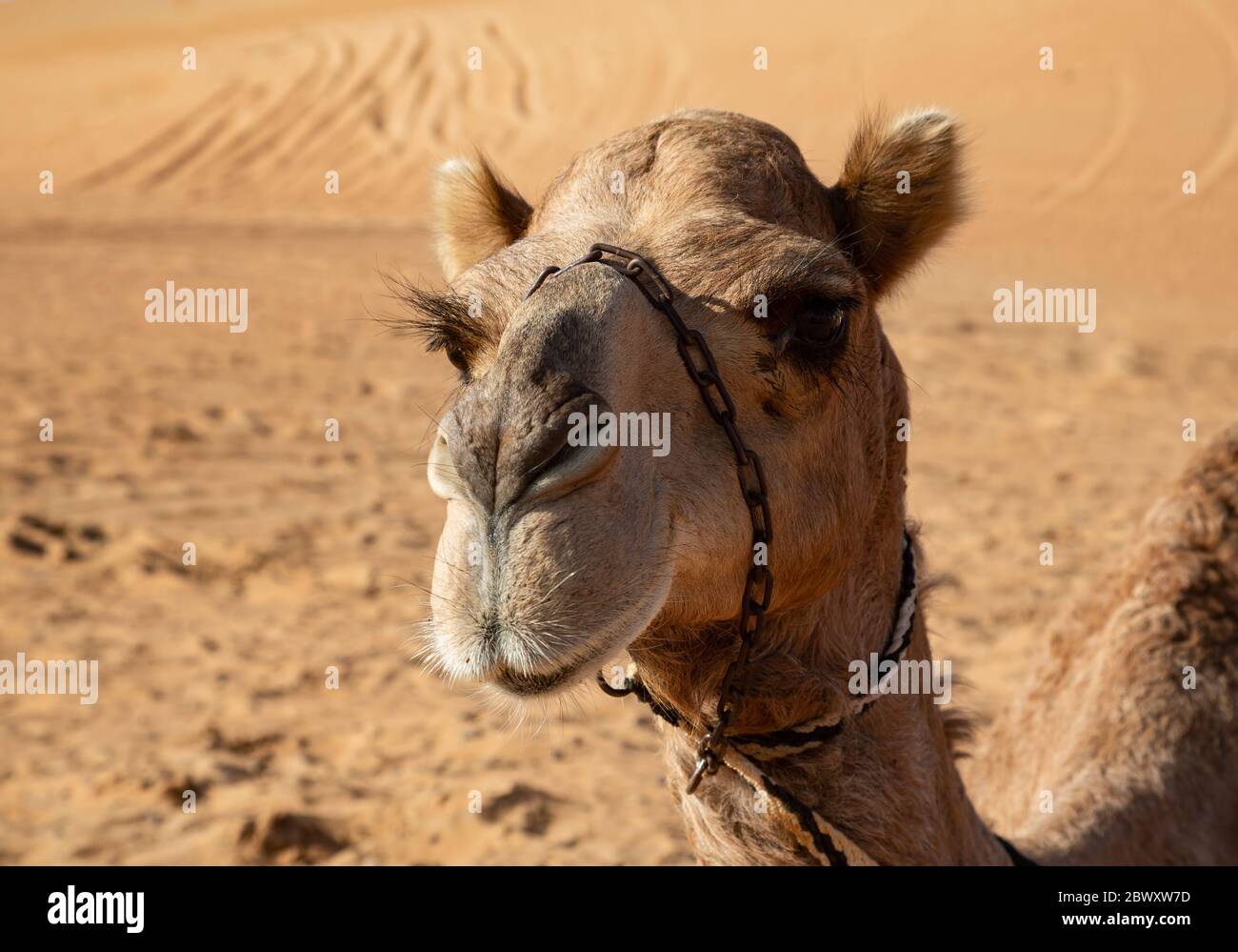 Ritratto di un cammello dromedario nel deserto di Wahiba Sands di Oman, caratterizzato da lunghe ceneri Foto Stock