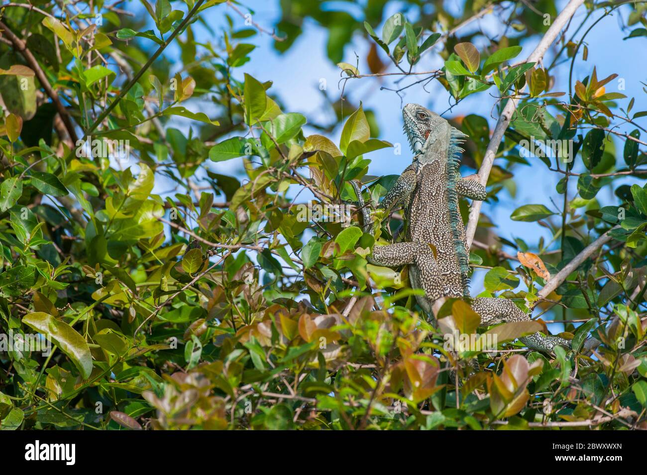 Una iguana verde (Iguana iguana), conosciuta anche come iguana comune in un albero sulla riva di un affluente del fiume Cuiaba vicino a Porto Jofre nel nord Foto Stock