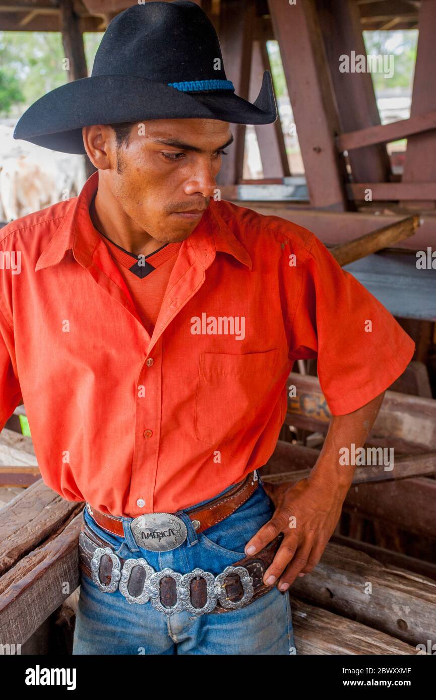 Pantaneiro (cowboy locale) sta smistando il bestiame nel ranch Caiman, nel Pantanal meridionale, nella provincia brasiliana di Mato Grosso. Foto Stock