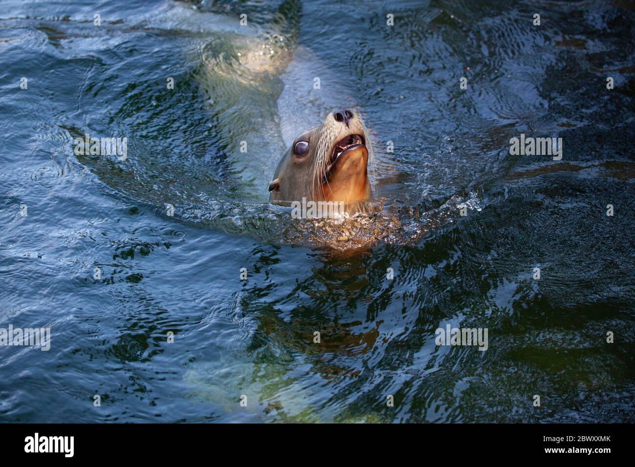 Leone di mare in acqua facendo le sfere grandi dell'occhio come se fosse spaventato di someting. Foto Stock