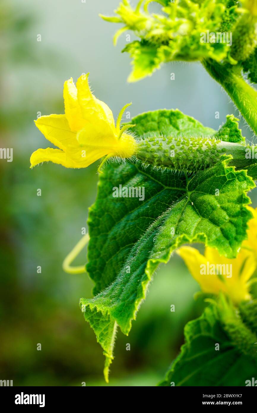 piccoli cetrioli freschi con fiori gialli in giardino Foto Stock
