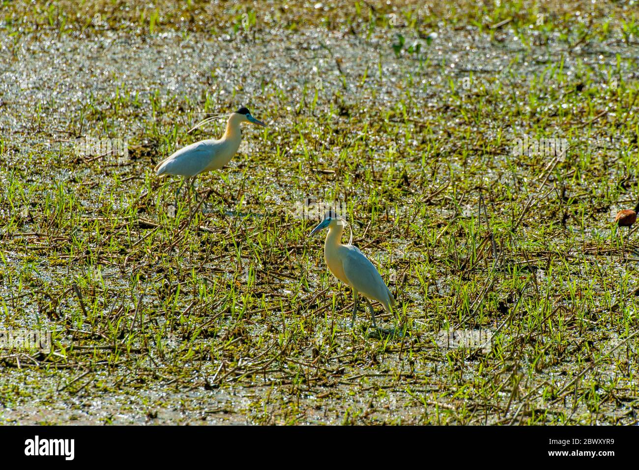 Aironi chiusi (Pilherodius pileatus) alla ricerca di cibo in uno stagno al San Francisco Ranch nel Pantanal meridionale, provincia del Brasile di Mato Grosso. Foto Stock