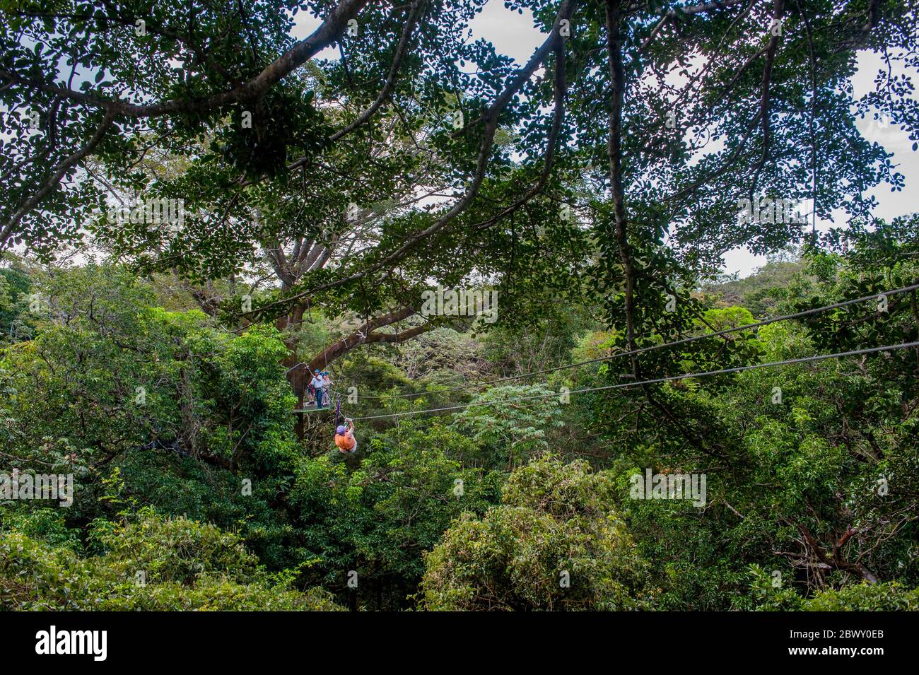 Zip-lining turistico attraverso il baldacchino della foresta pluviale nella zona Rincon de la Vieja del nord-ovest della Costa Rica. Foto Stock
