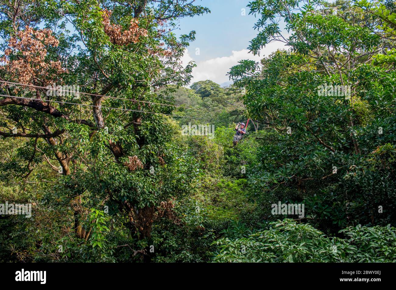 Zip-lining turistico attraverso il baldacchino della foresta pluviale nella zona Rincon de la Vieja del nord-ovest della Costa Rica. Foto Stock