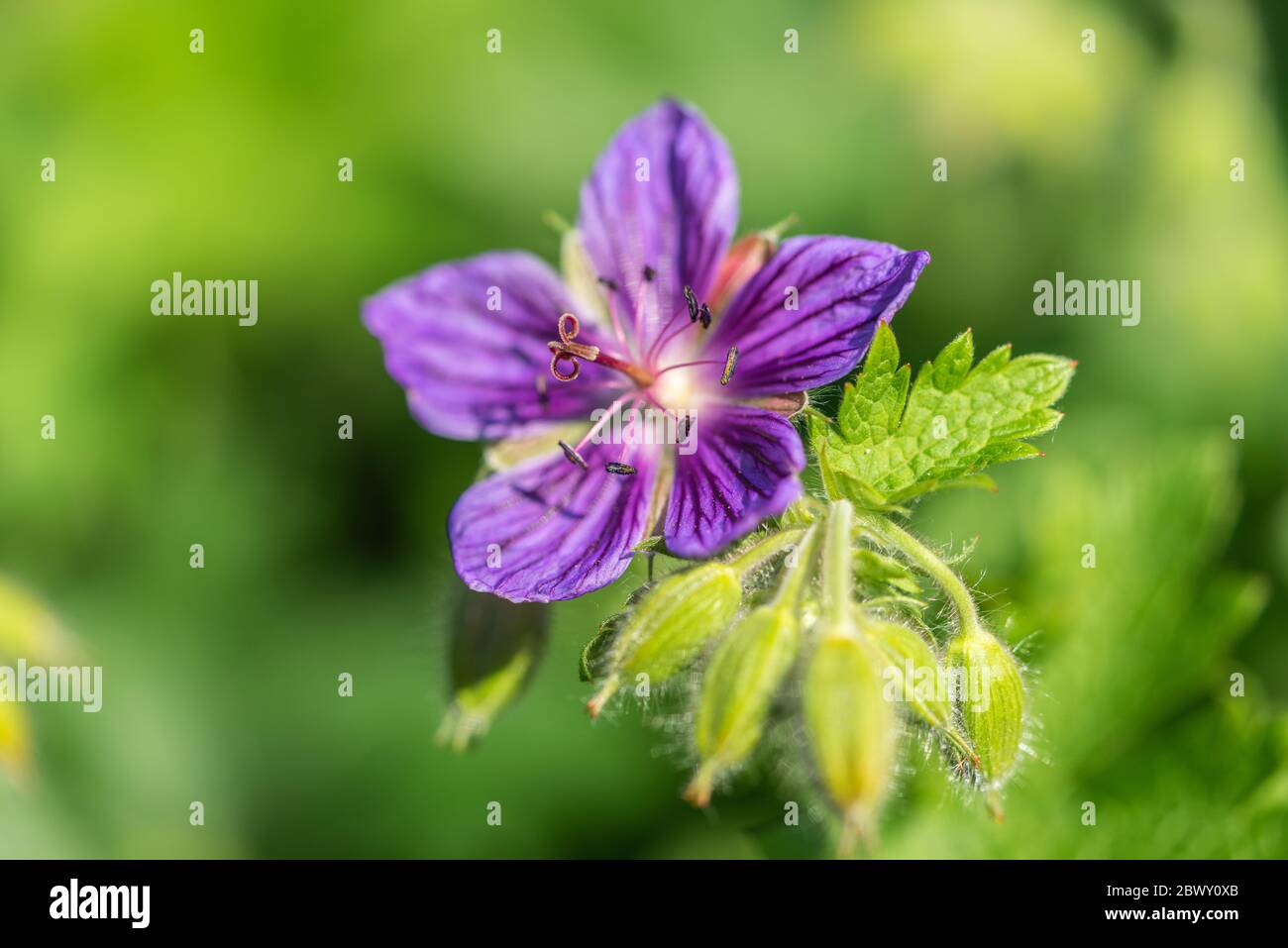 Primo piano di un fiore rosa di geranio maculatum nell'Inghilterra meridionale, Regno Unito Foto Stock