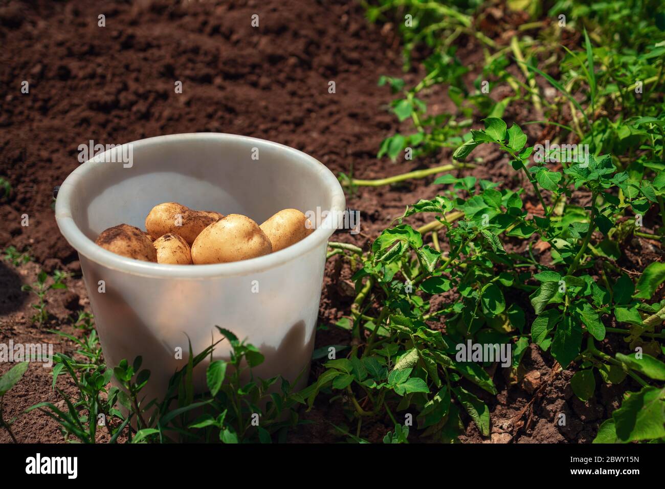 Orticoltura. Raccolta di patate biologiche fresche in giardino con cesto pieno Foto Stock