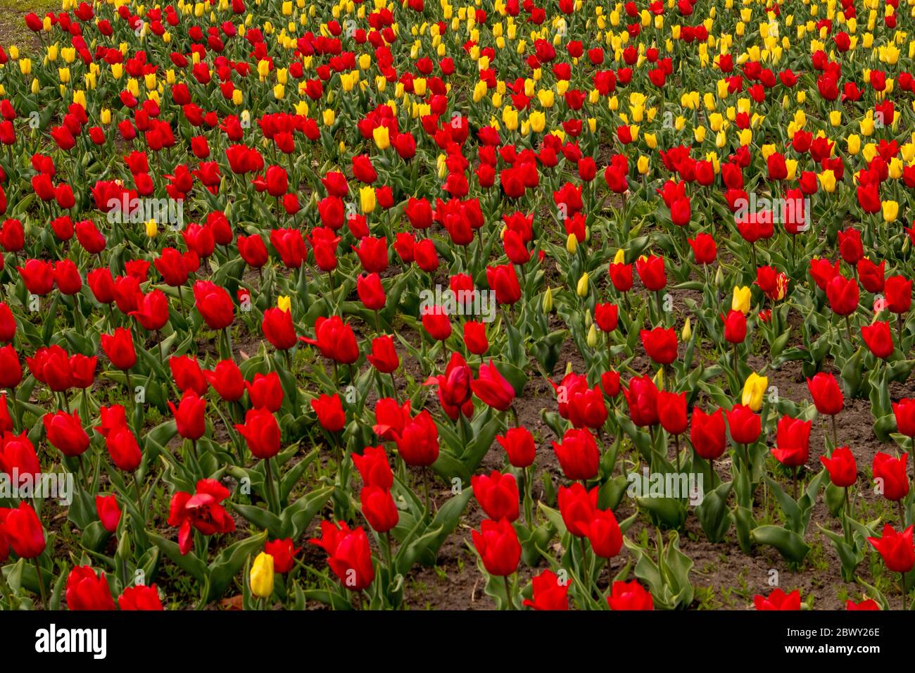 Campo di tulipani. Bel campo di tulipani rossi e gialli. Foto Stock