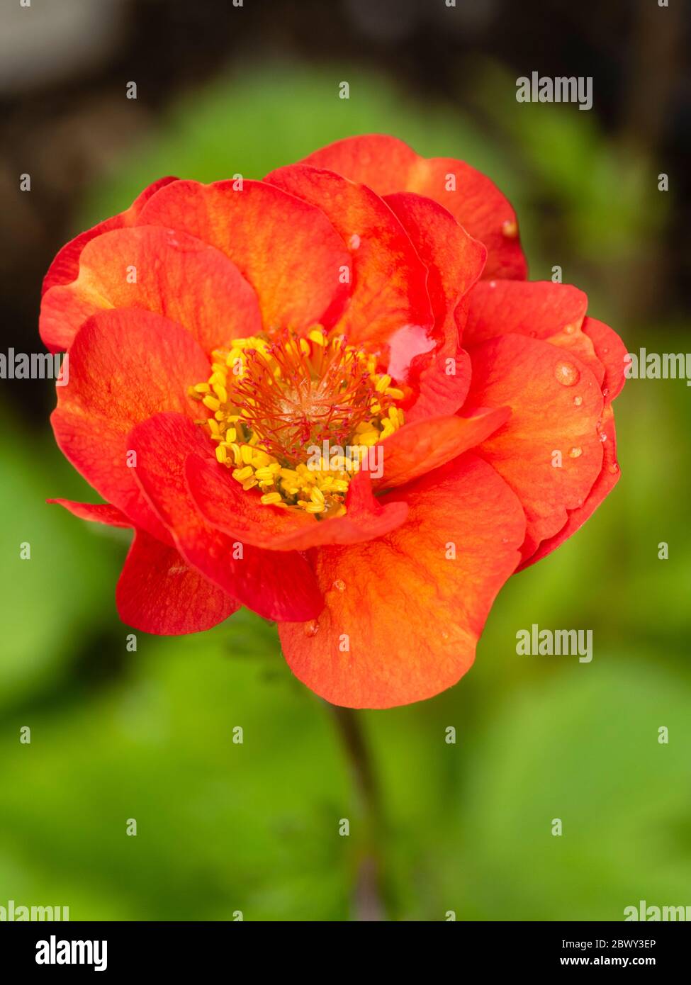 Primo piano il fiore rosso-arancio del lungo fiorito perenne Geum 'carlet Tempest' Foto Stock