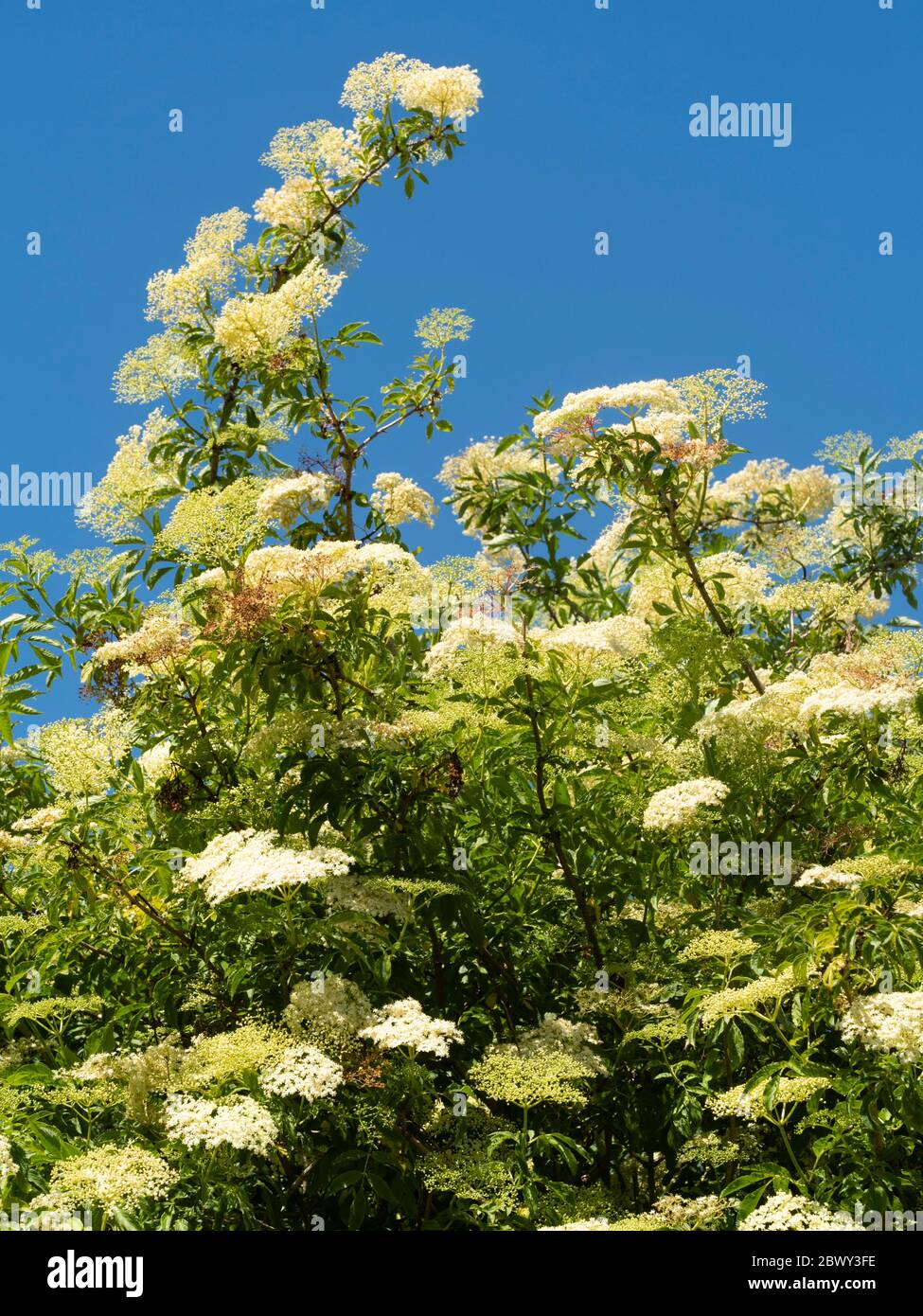 Teste di fiori bianchi e frosi di anziano, Sambucus nigra, contro un cielo blu di maggio sopra un gerosco britannico Foto Stock