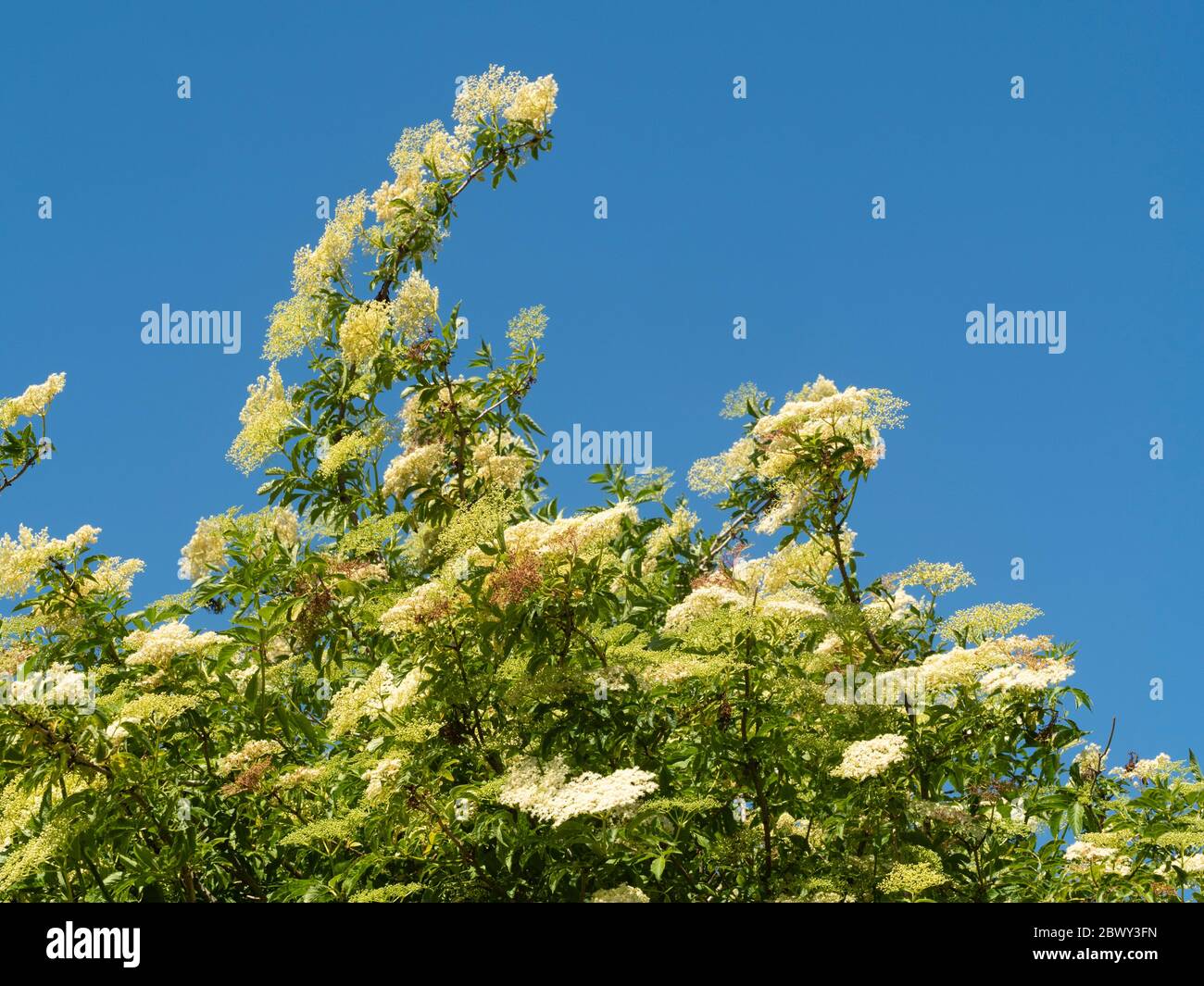 Teste di fiori bianchi e frosi di anziano, Sambucus nigra, contro un cielo blu di maggio sopra un gerosco britannico Foto Stock