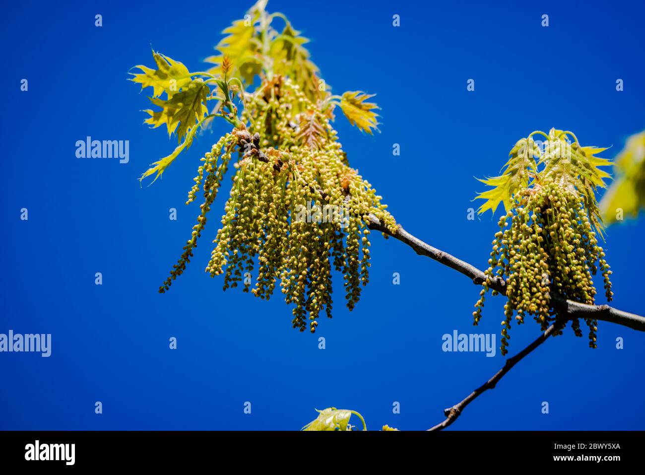 Catkins di quercia in primavera Foto Stock