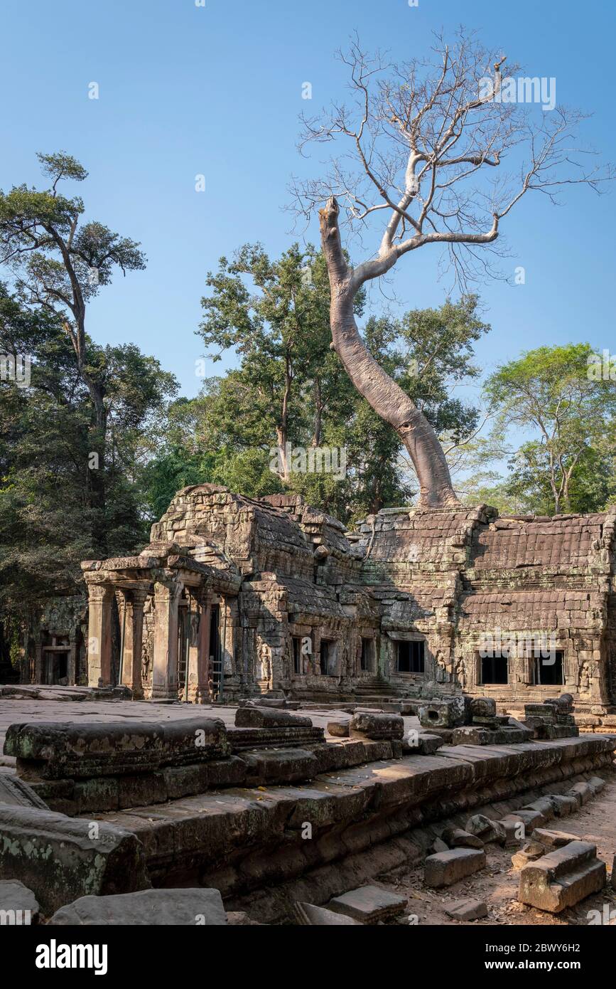 TA Prohm e l'albero vicino Siem Reap, Cambogia. Foto Stock