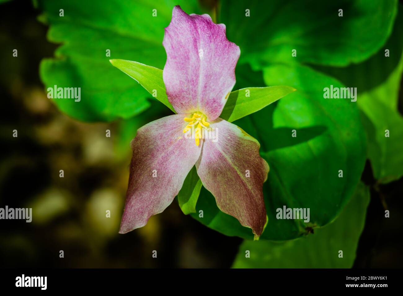 Grande fiore bianco trillium nel parco della città Foto Stock