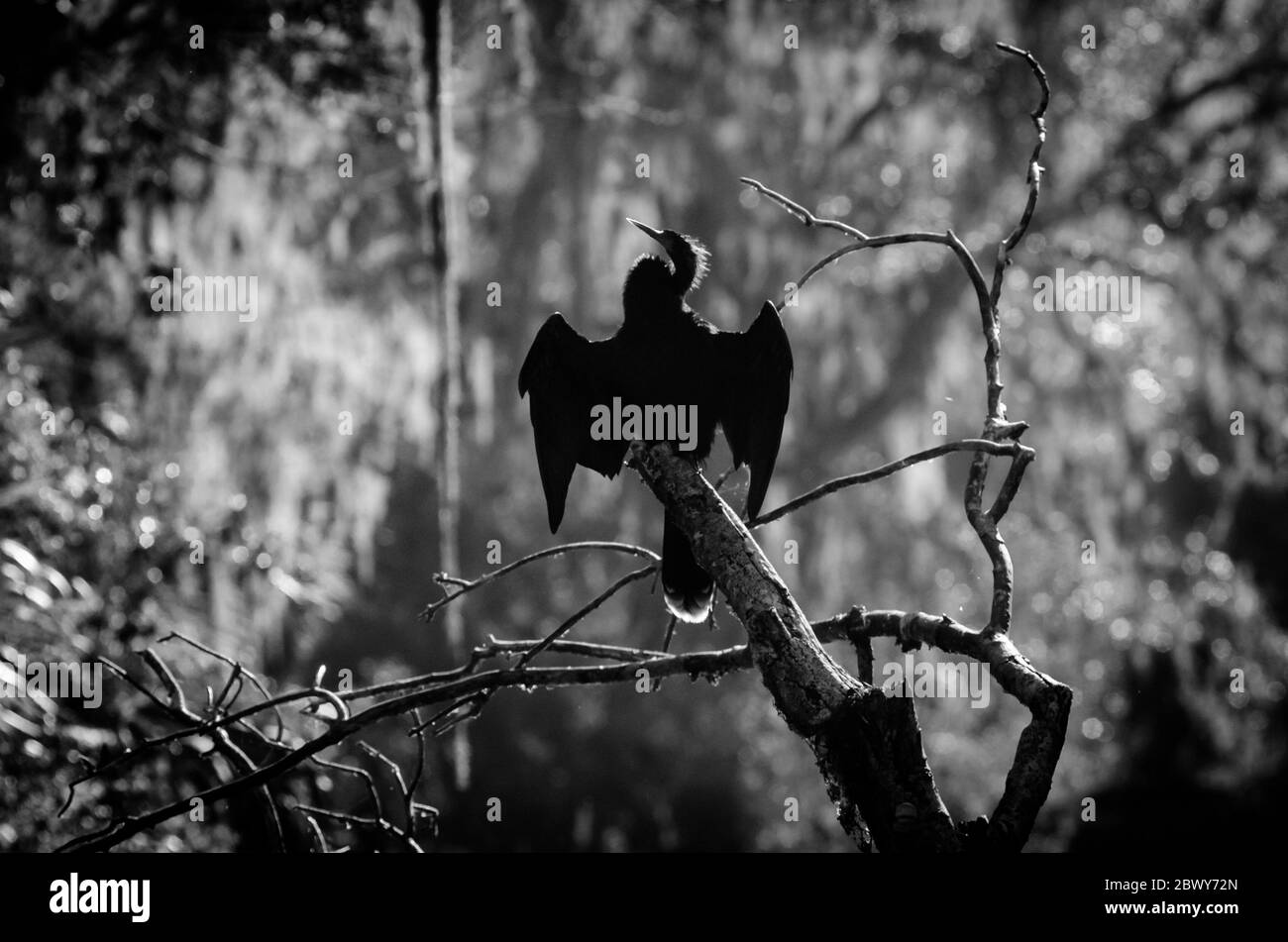 Una silhouette b&w di un cormorano mentre asciuga le sue ali lungo il fiume Silver nel Silver Springs state Park, Florida, USA Foto Stock