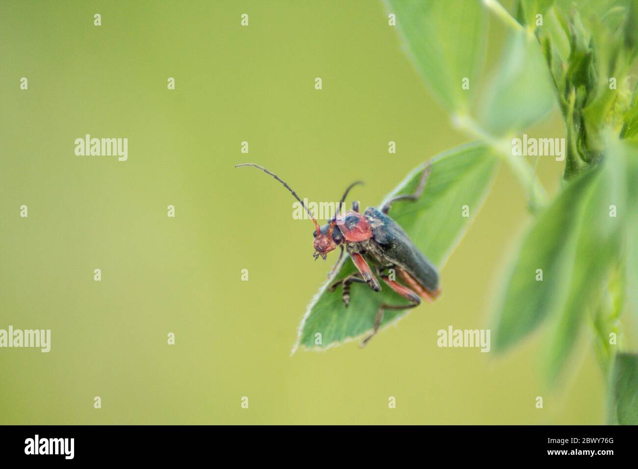 Macro shot di Insect in pianta, Shot in Germania Foto Stock